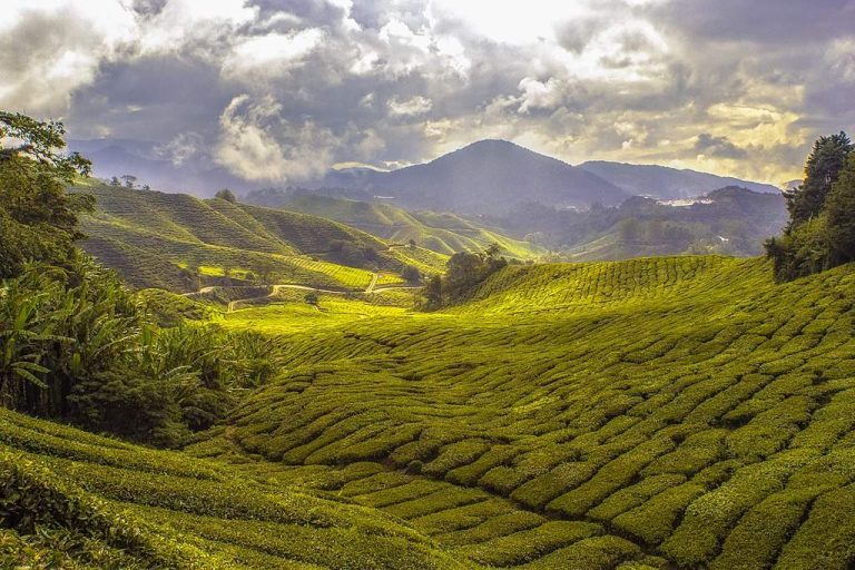 The Magic of Cameron Highlands, Malaysia